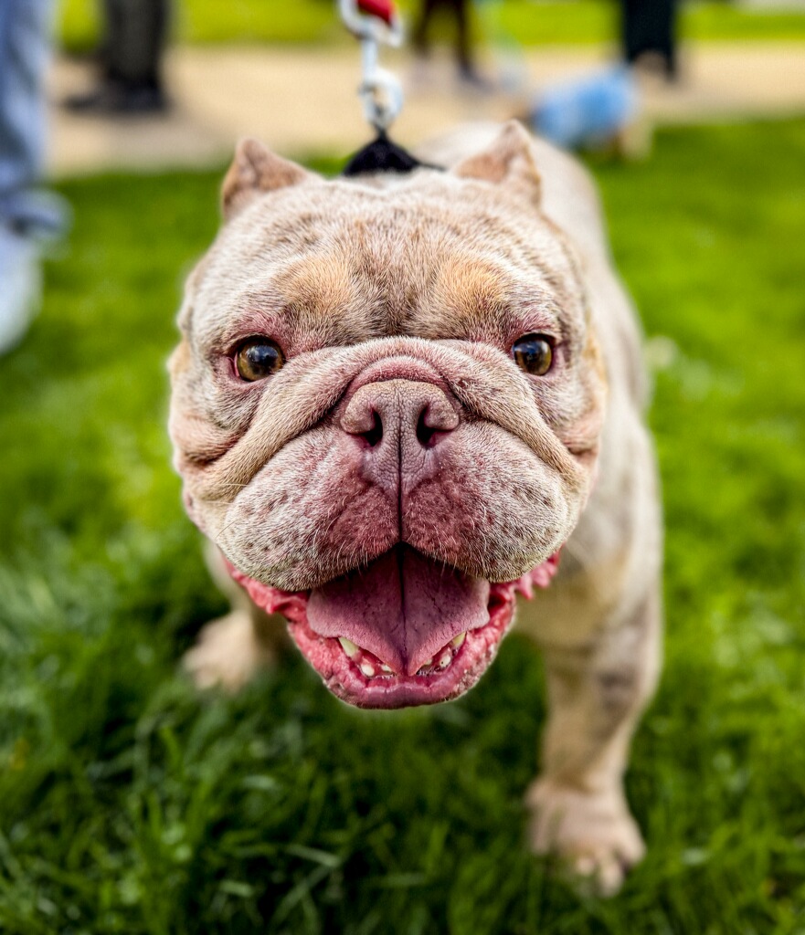 Erika's dog, all smiles at a People Helping Pets clinic