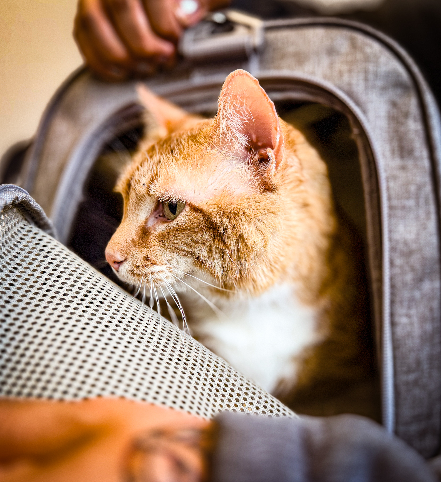 Julia's cat peeking out of a carrier