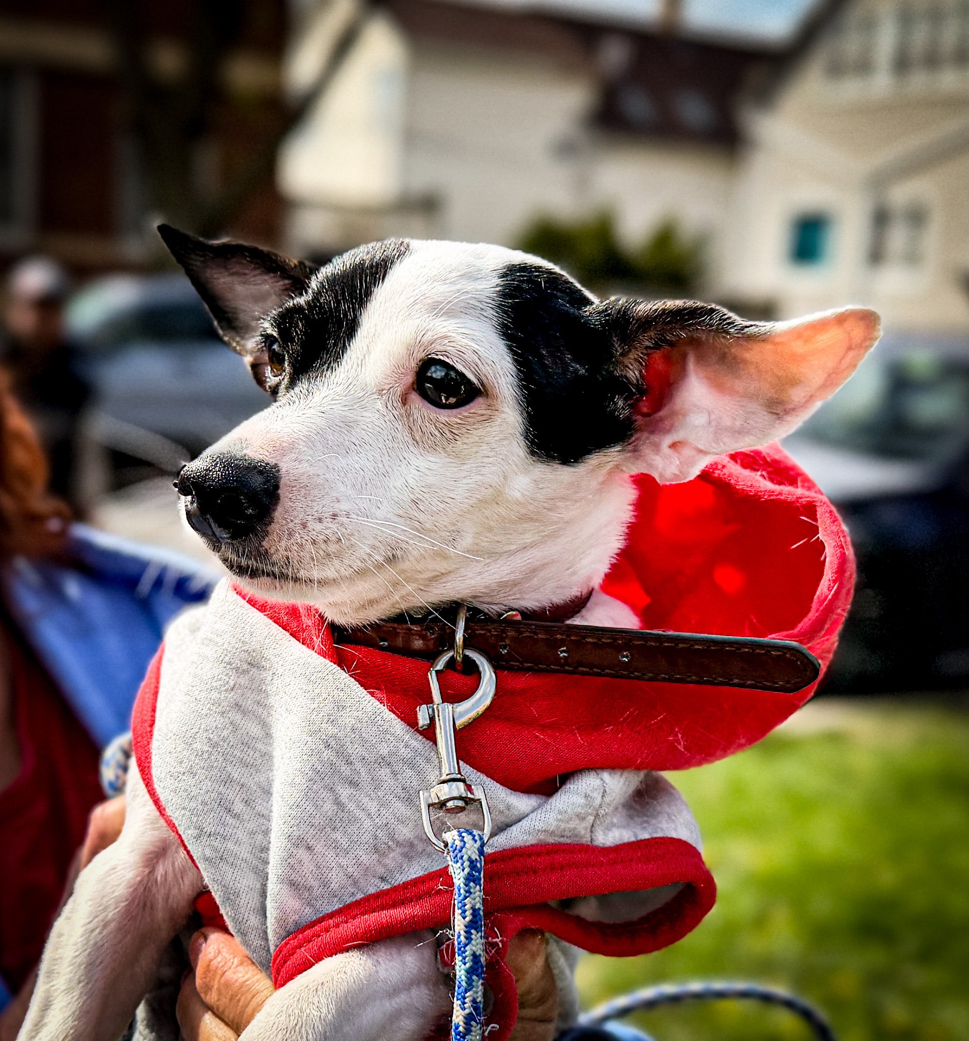 Maria's dog wearing a red bandana