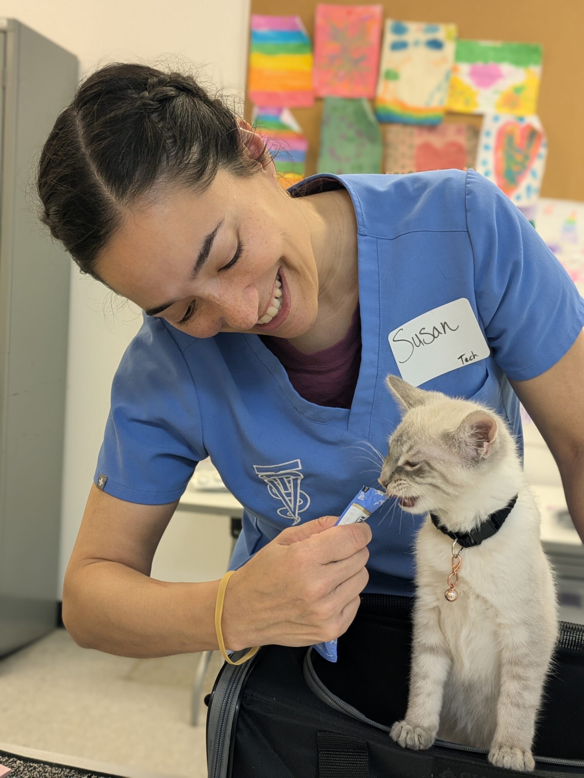 Susan, a volunteer vet technician, feeding a cat a treat